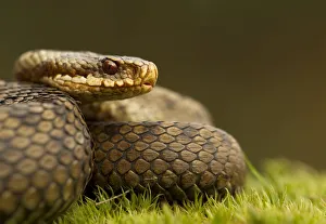 Adder (Vipera berus) basking in the spring sunshine, Staffordshire, England, UK, April Adder (Vipera berus) basking in the spring sunshine, Staffordshire, England, UK, April