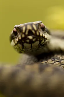 Adder (Vipera berus) portrait, Staffordshire, England, UK, April Adder (Vipera berus) portrait, Staffordshire, England, UK, April