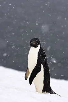 Adelie penguin (Pygoscelis Adeliae) in falling snow on the western Antarctic Peninsula Adelie penguin (Pygoscelis Adeliae) in falling snow on the western Antarctic Peninsula