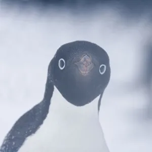 Adelie Penguin (Pygoscelis adeliae), adult in snow storm. Paulet Island, Antarctica Adelie Penguin (Pygoscelis adeliae), adult in snow storm. Paulet Island, Antarctica