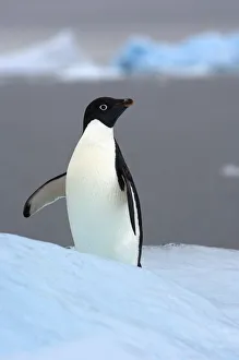 Adelie penguin (Pygoscelis Adeliae) on glacial ice along the western Antarctic Peninsula Adelie penguin (Pygoscelis Adeliae) on glacial ice along the western Antarctic Peninsula