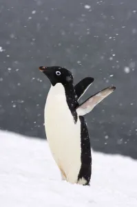 Adelie penguin (Pygoscelis Adeliae) in falling snow on the western Antarctic Peninsula Adelie penguin (Pygoscelis Adeliae) in falling snow on the western Antarctic Peninsula