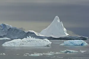 Adelie penguins (Pygoscelis adeliae) on iceberg, Antarctica, January Adelie penguins (Pygoscelis adeliae) on iceberg, Antarctica, January