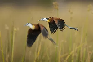 Actophilornis Africana Collection: Two adult African jacanas (Actophilornis africanus) flying over reedbeds, Selinda Spillway
