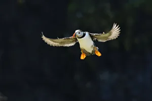Adult Atlantic puffin (Fratercula arctica) in flight in summer, backlit, Isle of Lunga Adult Atlantic puffin (Fratercula arctica) in flight in summer, backlit, Isle of Lunga