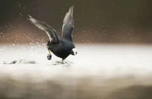Adult Coot (Fulica atra) running on the surface of a lake, Derbyshire, England, UK, March 2010 Adult Coot (Fulica atra) running on the surface of a lake, Derbyshire, England, UK, March 2010