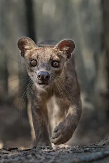 Adult female Fosa (Crytoprocta ferox) stalking prey on deciduous forest floor. Kirindy Forest Adult female Fosa (Crytoprocta ferox) stalking prey on deciduous forest floor. Kirindy Forest
