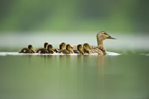 An adult female Mallard (Anas platyrhynchos) with ducklings, on a still lake, Derbyshire An adult female Mallard (Anas platyrhynchos) with ducklings, on a still lake, Derbyshire