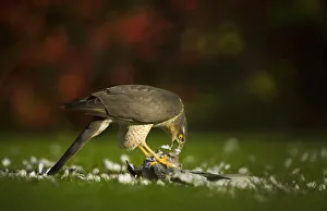 Adult female Sparrowhawk (Accipiter nisus) feeding on a collared dove kill in a garden Adult female Sparrowhawk (Accipiter nisus) feeding on a collared dove kill in a garden