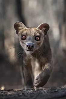 Adult Fossa (Crytoprocta ferox) female portrait. Kirindy Forest, western Madagascar, November Adult Fossa (Crytoprocta ferox) female portrait. Kirindy Forest, western Madagascar, November
