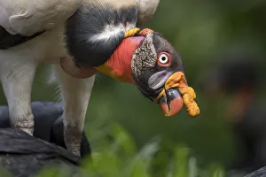 Adult King Vulture (Sarcoramphus papa) feeding at a carcass. Laguna del Lagarto, Boca Tapada Adult King Vulture (Sarcoramphus papa) feeding at a carcass. Laguna del Lagarto, Boca Tapada