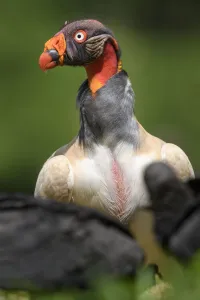 Adult King Vulture (Sarcoramphus papa) feeding at a carcass. Laguna del Lagarto, Boca Tapada, Caribbean slope Adult King Vulture (Sarcoramphus papa) feeding at a carcass. Laguna del Lagarto, Boca Tapada, Caribbean slope
