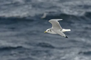 Adult Kittiwake (Rissa tridactyla) in winter plumage in flight alongside the pelagic Adult Kittiwake (Rissa tridactyla) in winter plumage in flight alongside the pelagic