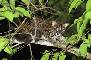 Adult Leopard Cat {Felis / Prionailurus bengalensis} portrait resting in tree, riverine forest Adult Leopard Cat {Felis / Prionailurus bengalensis} portrait resting in tree, riverine forest