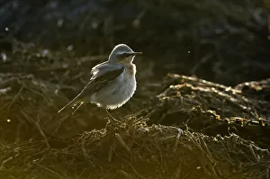 Adult male Northern wheatear (Oenanthe oenanthe) with ruffled plumage feeding Adult male Northern wheatear (Oenanthe oenanthe) with ruffled plumage feeding