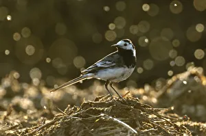 Adult male Pied wagtail (Motacilla alba yarrellii), in spring plumage, feeding on dung flies Adult male Pied wagtail (Motacilla alba yarrellii), in spring plumage, feeding on dung flies