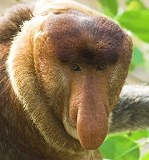 Adult male Proboscis Monkey {Nasalis larvatus} head portrait, mangrove forest, Bako NP, Sarawak, Borneo Adult male Proboscis Monkey {Nasalis larvatus} head portrait, mangrove forest, Bako NP, Sarawak, Borneo