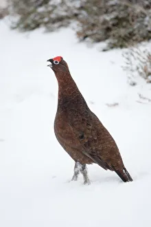 Adult male Red Grouse (Lagopus lagopus scoticus) in snow, Cairngorms NP, Scotland Adult male Red Grouse (Lagopus lagopus scoticus) in snow, Cairngorms NP, Scotland