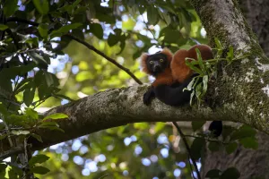 Adult Red Ruffed Lemur (Varecia rubra) resting in rainforest canopy. Masoala National Park Adult Red Ruffed Lemur (Varecia rubra) resting in rainforest canopy. Masoala National Park