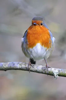 Adult robin (Erithacus rubecula) perched on twig in late winter. Dorset, UK February Adult robin (Erithacus rubecula) perched on twig in late winter. Dorset, UK February