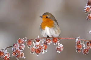 Adult Robin (Erithacus rubecula) in winter, perched on twig with frozen crab apples Adult Robin (Erithacus rubecula) in winter, perched on twig with frozen crab apples