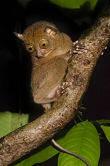 Animal Feet Collection: Adult Western / Horsfields tarsier (Tarsius bancanus) in forest understorey at night