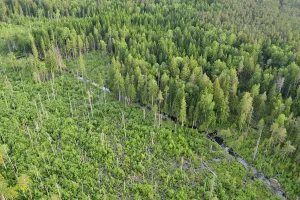 Aerial view of Eurasian beaver (Castor fiber) destruction in a forest, Kemeri National Park Aerial view of Eurasian beaver (Castor fiber) destruction in a forest, Kemeri National Park
