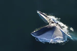 Aerial view of Fin whale (Balaenoptera physalus) lunge-feeding, with mouth open Aerial view of Fin whale (Balaenoptera physalus) lunge-feeding, with mouth open