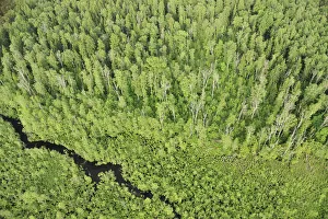 Aerial view of forest with a stream flowing through it, Kemeri National Park, Latvia Aerial view of forest with a stream flowing through it, Kemeri National Park, Latvia