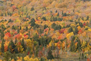 Aerial view of mixed deciduous and coniferous trees in early autumn, Porcupine Mountains Aerial view of mixed deciduous and coniferous trees in early autumn, Porcupine Mountains