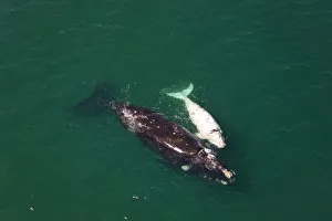 Aerial view of Southern right whale (Eubalaena australis / Balaena glacialis australis) mother Aerial view of Southern right whale (Eubalaena australis / Balaena glacialis australis) mother