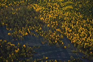 Aerial view of taiga woodland in autumn, Laponia / Lappland , Finland Aerial view of taiga woodland in autumn, Laponia / Lappland , Finland