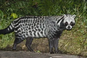 African Civet (Civettictis civetta) foraging around camp, near Langoue Bai, Ivindo National Park, Gabon, Central Africa African Civet (Civettictis civetta) foraging around camp, near Langoue Bai, Ivindo National Park, Gabon, Central Africa