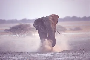 African elephant charging (Loxodonta africana) Etosha NP, Namibia African elephant charging (Loxodonta africana) Etosha NP, Namibia