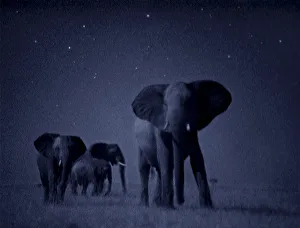 African elephant herd {Loxodonta africana} at night, Masai Mara African elephant herd {Loxodonta africana} at night, Masai Mara