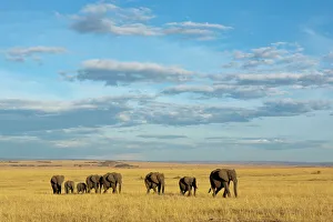 African elephant (Loxodonta africana) herd walking in the plains during the dry season African elephant (Loxodonta africana) herd walking in the plains during the dry season