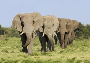 African elephant {Loxodonta africana} bulls walking in line, Etosha national park African elephant {Loxodonta africana} bulls walking in line, Etosha national park