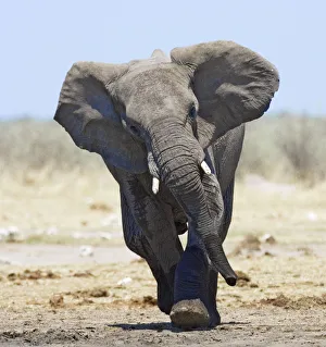 African elephant {Loxodonta africana} charging, Etosha national park, Namibia African elephant {Loxodonta africana} charging, Etosha national park, Namibia