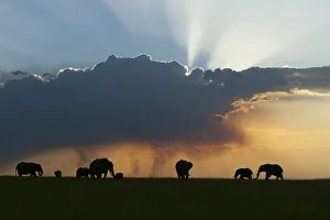 African elephant (Loxodonta africana) herd at sunset, Masai-Mara Game Reserve, Kenya. January African elephant (Loxodonta africana) herd at sunset, Masai-Mara Game Reserve, Kenya. January