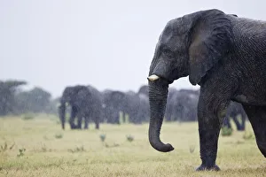 African elephant (Loxodonta africana) in the rain, Etosha National Park, Namibia, January African elephant (Loxodonta africana) in the rain, Etosha National Park, Namibia, January