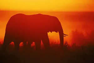 African elephant silhouetted at sunrise in the Masai Mara NR, Kenya African elephant silhouetted at sunrise in the Masai Mara NR, Kenya