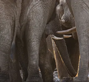 African elephants (Loxodonta africana) bulls crowd into an emptying waterhole to drink African elephants (Loxodonta africana) bulls crowd into an emptying waterhole to drink