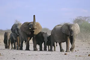 African elephants walking in line {Loxodonta africana} Etosha NP, Namibia African elephants walking in line {Loxodonta africana} Etosha NP, Namibia