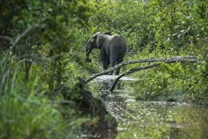 African forest elephant (Loxodonta cyclotis) in water, Lekoli River, Republic of Congo African forest elephant (Loxodonta cyclotis) in water, Lekoli River, Republic of Congo