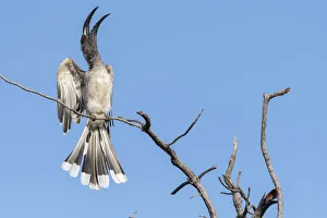 African grey hornbill (Lophoceros nasutus) calling in display, perched on tree snag African grey hornbill (Lophoceros nasutus) calling in display, perched on tree snag