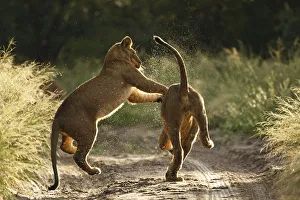 Two African lion cubs (Panthera leo) playing on a road in the Kalahari Desert, Botswana Two African lion cubs (Panthera leo) playing on a road in the Kalahari Desert, Botswana