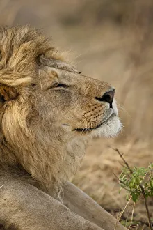 African Lion (Panthera leo) head portrait of male, in the grasses of Lower Mara in African Lion (Panthera leo) head portrait of male, in the grasses of Lower Mara in