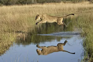 African lion (Panthera leo) lioness leaping over water, reflection in water, Okavango Delta African lion (Panthera leo) lioness leaping over water, reflection in water, Okavango Delta