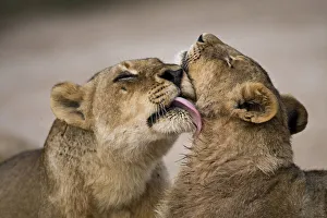 African lion (Panthera leo) lioness licking cub, Sabi Sand Game Reserve, South Africa African lion (Panthera leo) lioness licking cub, Sabi Sand Game Reserve, South Africa