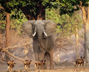 African Wild Dog (Lycaon pictus) pack passing infront of large African elephant African Wild Dog (Lycaon pictus) pack passing infront of large African elephant